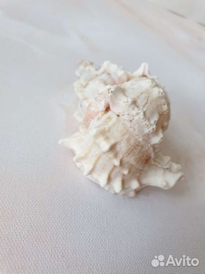 Ракушка декоративная