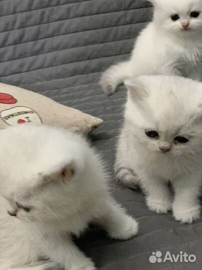 Британские котята