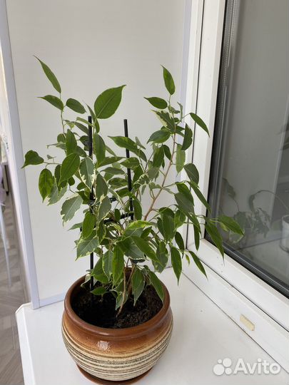 Фикус бенджамина