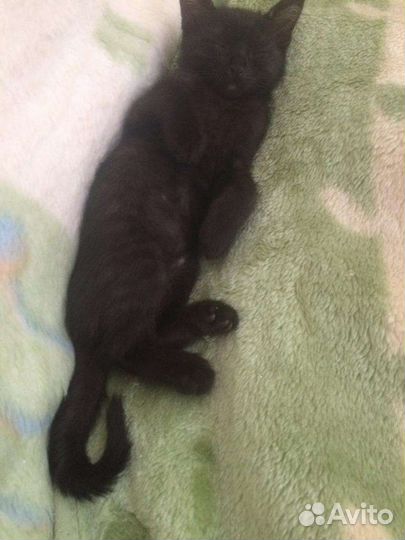 Котенок-мальчик 2мес