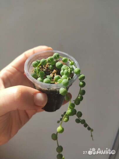 Седум моргана