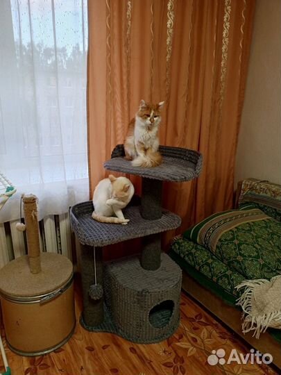 Домик для кошки с когтеточкой