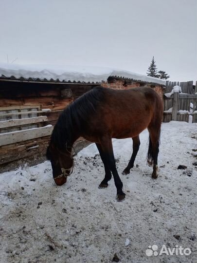 Купля продажа лошадей