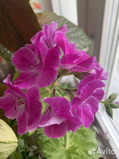 Королевская пеларгония сортовая
