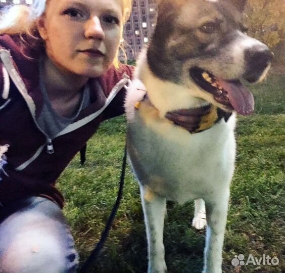 Выгул собак, зооняня