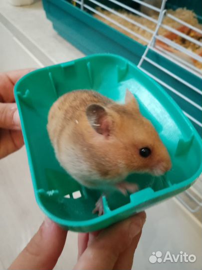 Сирийские хомячки