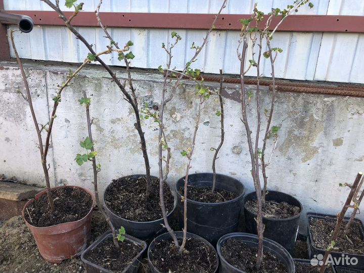 Черная смородина саженцы