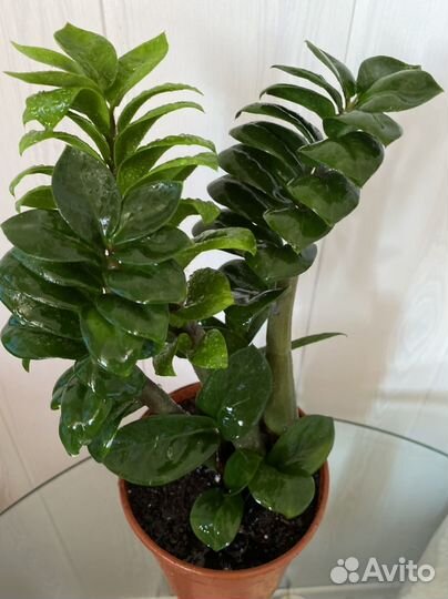 Замиокулькас зензи