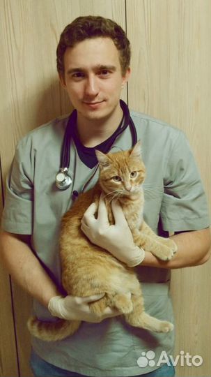 Ветеринарный врач