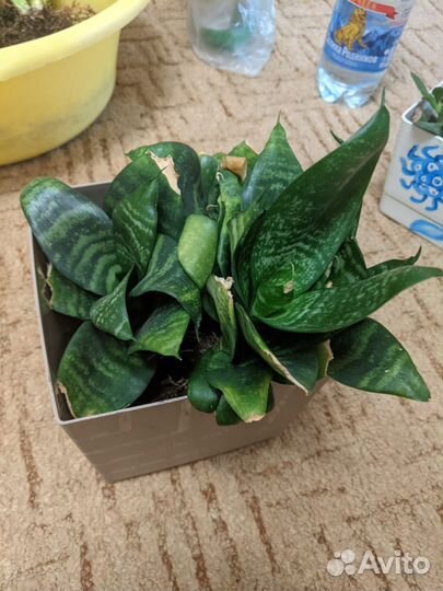 Сансевиерия и толстянка