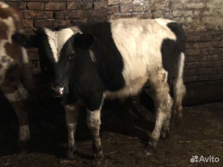 Быки и телки