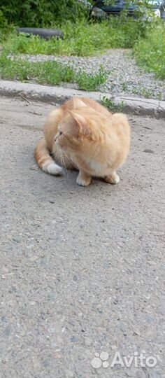 Кошка в добрые руки