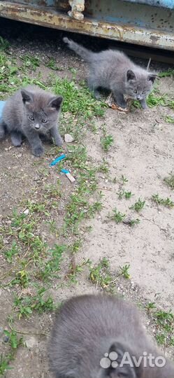 Котята в добрые руки даром