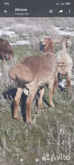 Баран производитель