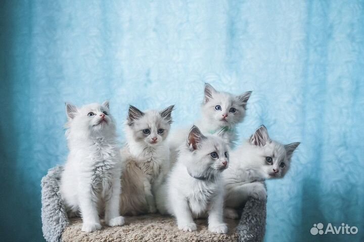 Котята Рэгдолл