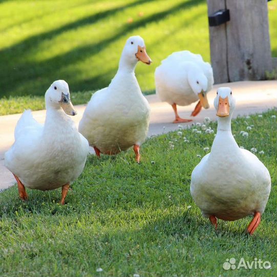 Яйцо инкубационное утиное ст 5 продам