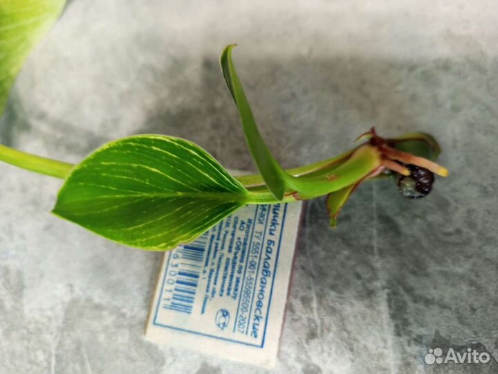 Филодендрон биркин