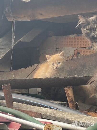 Домашние животные кошки