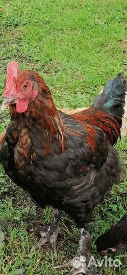 Молодые петушки породы черно-медный Маран