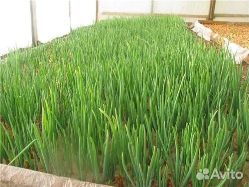 Лук на перо