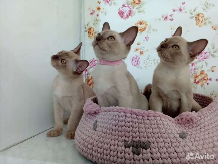 Котята бурмы