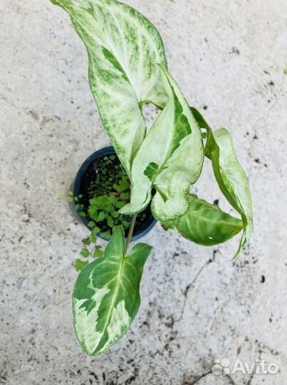 Сингониумы