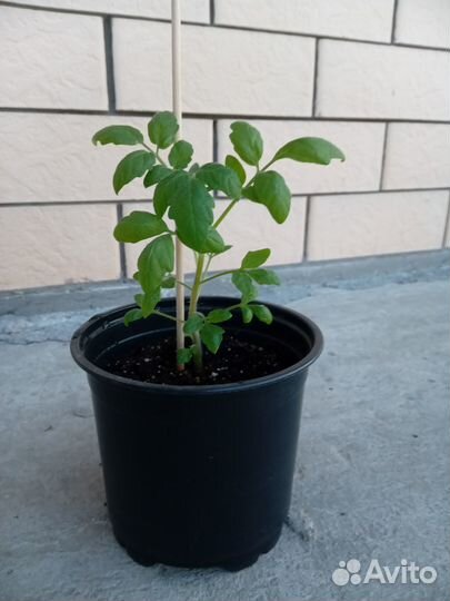 Рассада томатов для выращивания на подоконнике