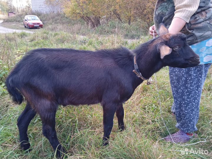Полунубийский козел