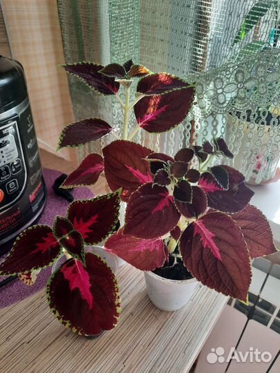 Комнатные растения цветы