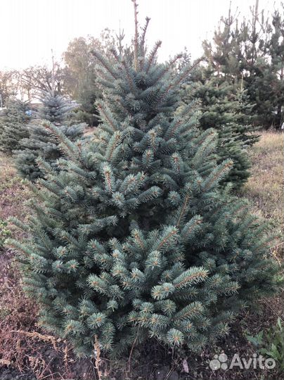 Ель голубая глаука