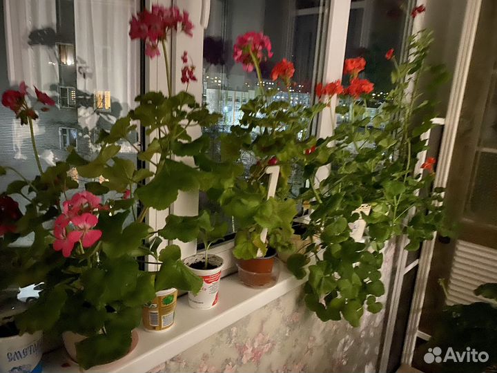 Пеларгония герань