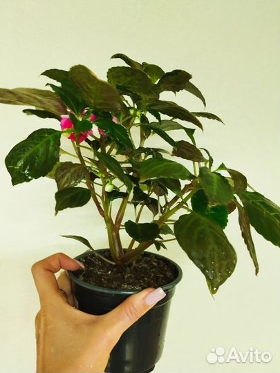 Бальзамин махровый