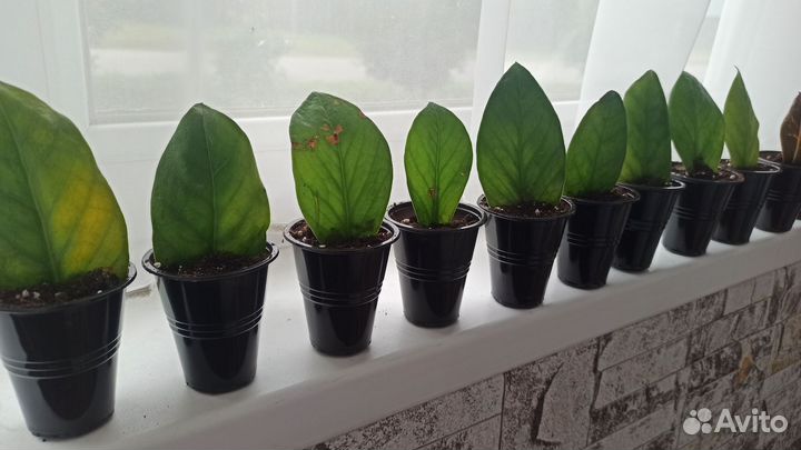 Замиокулькас зензи