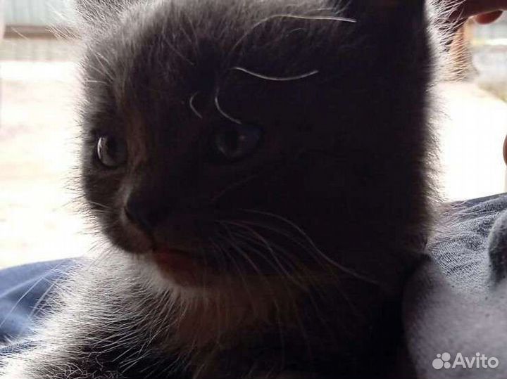 Отдаю кошек в добрые руки