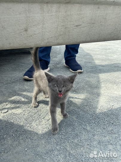 Кошечка в добрые руки