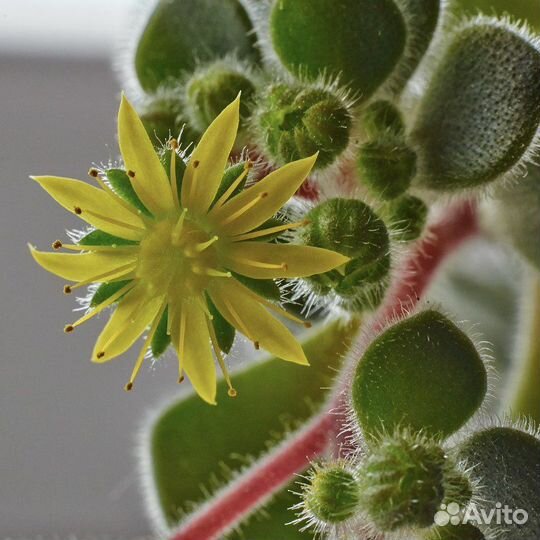 Аихризон. Суккулент, родственник толстянки