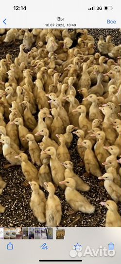 Продажа утят