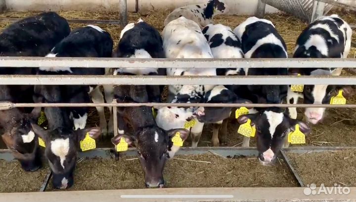 Телята бычки