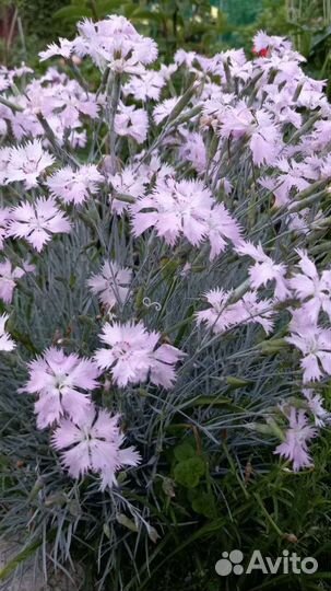 Многолетние цветы и кустарники