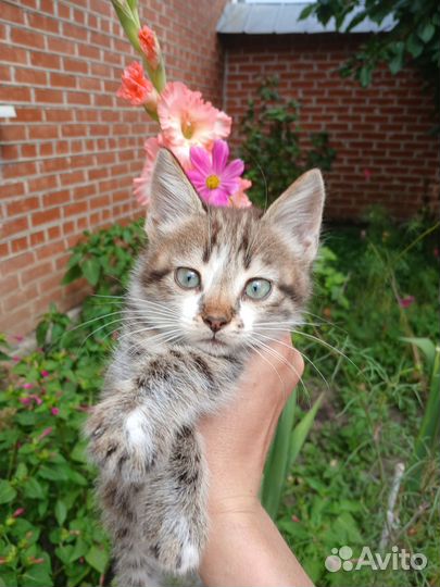 Отдам котят в добрые руки