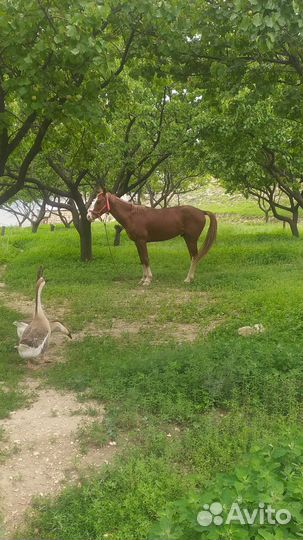 Продам лошадь