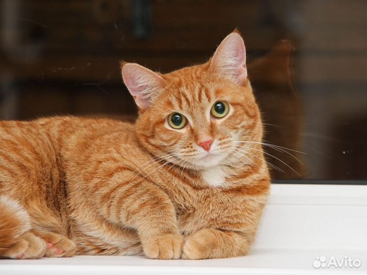 Рыжая кошка - редкость