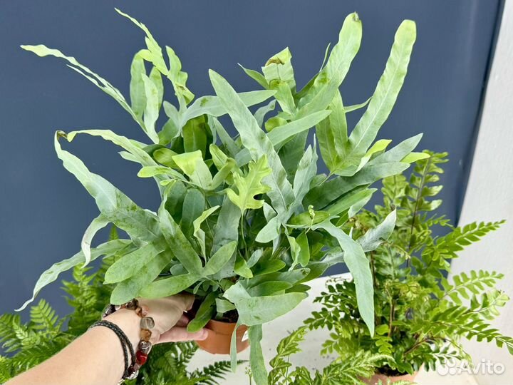 Папоротник 4 вида