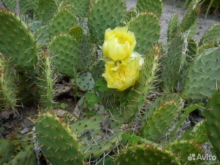 Кактус,опунция уличная