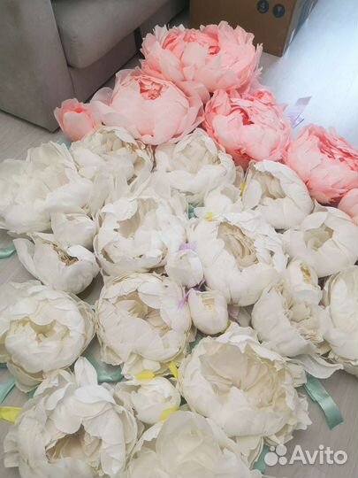 Ростовые Пионы