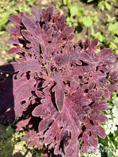 Колеусы, герани