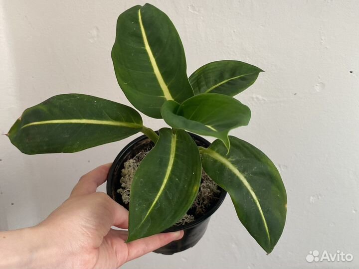 Папоротник аспарагус перистый диффенбахия