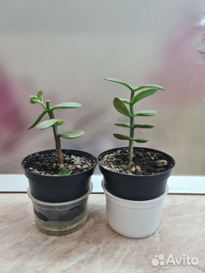 Домашние растения, кактус, спатифиллум, толстянка