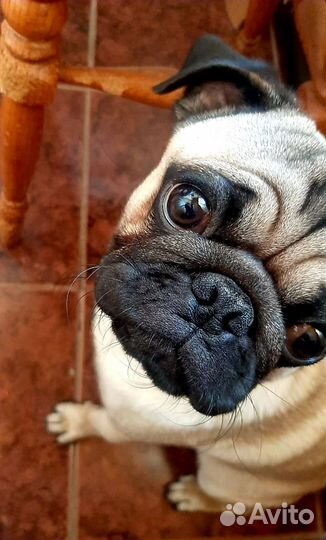 Мопс вязка мальчик