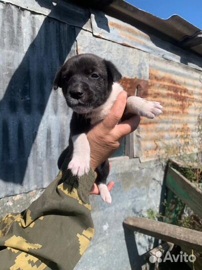 Отдам щенят